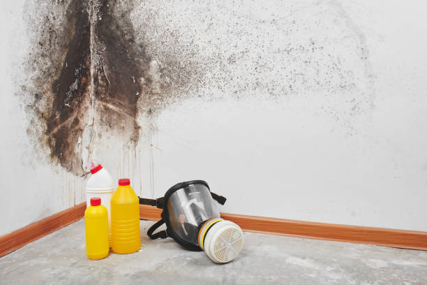 Best Mold Removal Company Near Me  in Park Ridge, IL