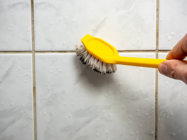 Best Emergency Mold Removal  in Park Ridge, IL