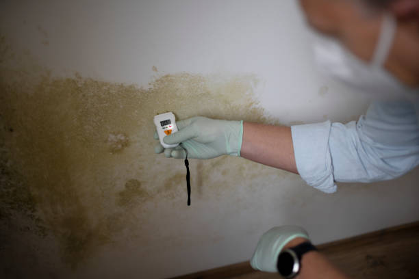 Attic Mold Removal in Park Ridge, IL