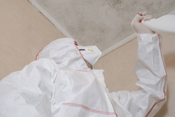 Best Local Mold Removal Service  in Park Ridge, IL
