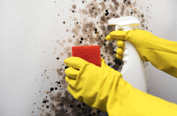 Best Fast Mold Removal  in Park Ridge, IL