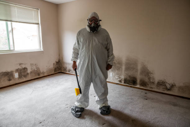 Best Mold Testing and Removal  in Park Ridge, IL